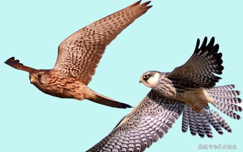 国产小千年隼拼装视频